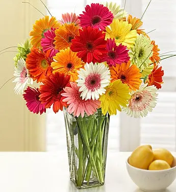 1-800-Flowers Two Dozen Gerbera Daisies With Clear Vase 1