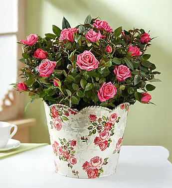 1-800-Flowers Classic Budding Rose, Large 1