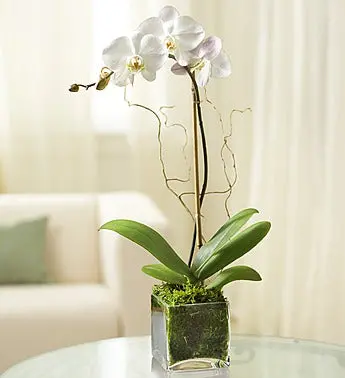 Elegant Orchid - White 1